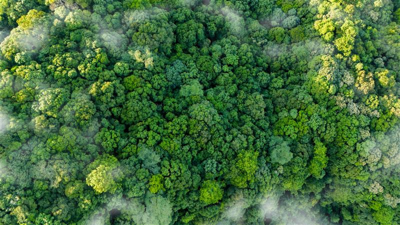 Celebrating World Environment Day 2025: How Our PEFC Certification (16-37-2062)Supports Sustainable Forest Management